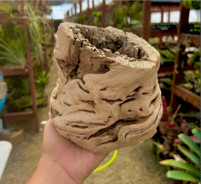 Grapewood Vase